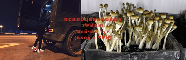PSILOCYBIN Аркадак
